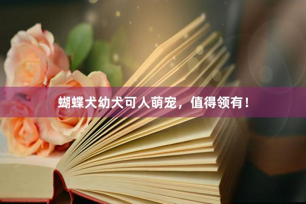 蝴蝶犬幼犬可人萌宠，值得领有！